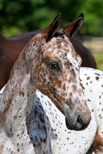 J-ORGEOUS SMT Z - Truly gorgeous and spotted for success